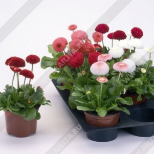 ���������� ���������, ����� ������ - ����