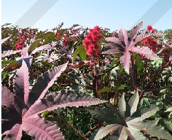 ��������� ������� - ����