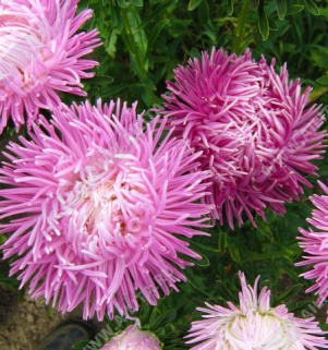 Астра китайская Крален рубиновая - фото Астра китайская Крален рубиновая - фото