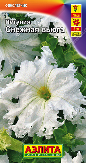 Петуния Снежная вьюга крупноцветковая бахромчатая - фото Петуния Снежная вьюга крупноцветковая бахромчатая - фото