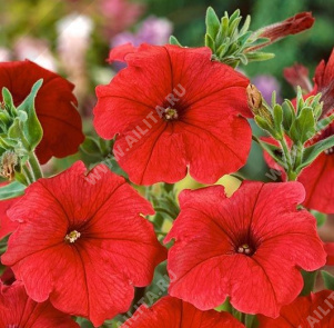 Петуния мультифлора нана компакта Файэр Чиф - фото Петуния мультифлора нана компакта Файэр Чиф - фото