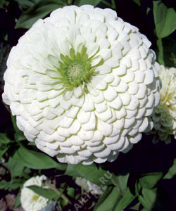 ������ ������� ����� ��� - ����