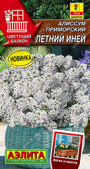 Алиссум Летний иней - фото