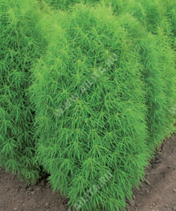 Кохия Летний кипарис - фото Кохия Летний кипарис - фото