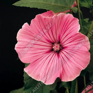 �������� ������������ ������� ��� - ����