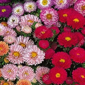 Астра китайская Матсумото, специальная смесь сортов (пурпурно-розово-белая) - фото Астра китайская Матсумото, специальная смесь сортов (пурпурно-розово-белая) - фото