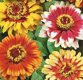 ������ ������� ��������, ����� ������ - ����