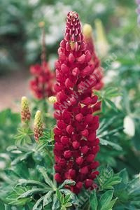 Люпин многолистный Рассел Стрейн Алый высокорослый - фото Люпин многолистный Рассел Стрейн Алый высокорослый - фото