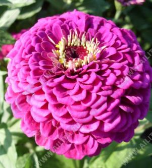 ������ ������� ������ ���� �������������� - ����