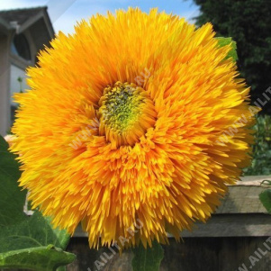 ������������ ������������ ������������ �������� ������� - ����