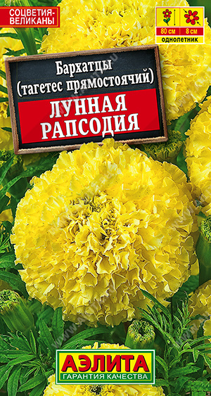 Бархатцы Лунная рапсодия прямостоячие - фото Бархатцы Лунная рапсодия прямостоячие - фото