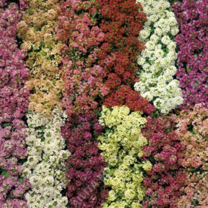 ������� ���������� ������ ������, ����� ������ - ����