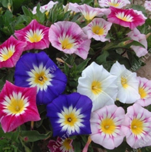 ������ �������� �����������, ����� ������ - ����