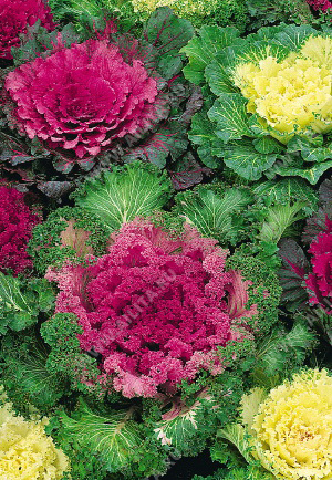 Капуста декоративная Серенада, смесь сортов - фото Капуста декоративная Серенада, смесь сортов - фото