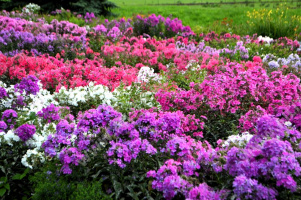 ����� ��������� ���� �������� �����, ����� ������ - ����