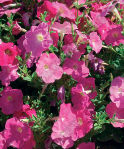 Петуния мультифлора нана компакта Небесная роза - фото Петуния мультифлора нана компакта Небесная роза - фото