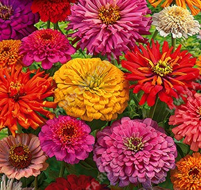 Цинния изящная для срезки, смесь сортов - фото Цинния изящная для срезки, смесь сортов - фото