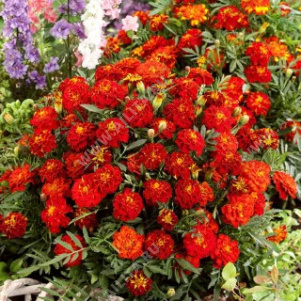 �������� ������� ����� ����������� - ����