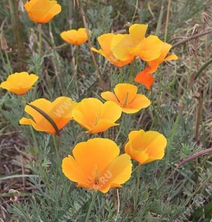 ��������� �������������� ��������� ����� - ����