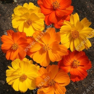 Космея серножёлтая Яркие Огни Клондайк, смесь сортов - фото Космея серножёлтая Яркие Огни Клондайк, смесь сортов - фото