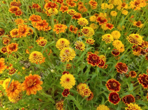 ������ ����������� ������� ������ ����������, ����� ������ - ����