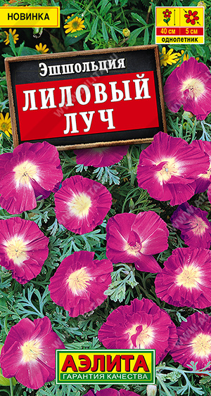 Эшшольция Лиловый луч - фото