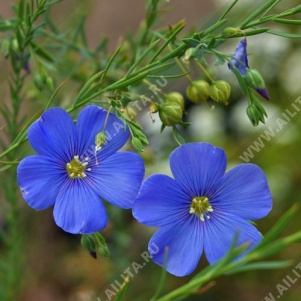 ��� ����������� �������-������� - ����