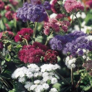 �������� ������������ ��������, ����� ������ - ����