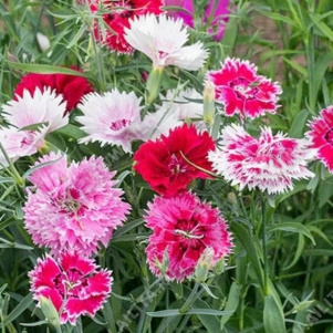 Гвоздика Геддевига Гейэти, смесь махровых и полумахровых сортов - фото Гвоздика Геддевига Гейэти, смесь махровых и полумахровых сортов - фото