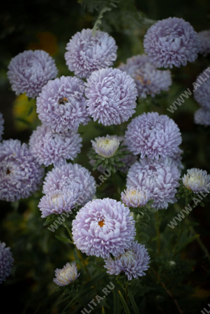 ����� ��������� ������ ������� - ����