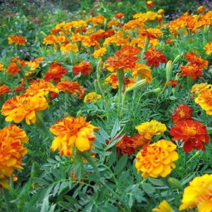 �������� ������� �����������, ����� ������ - ����