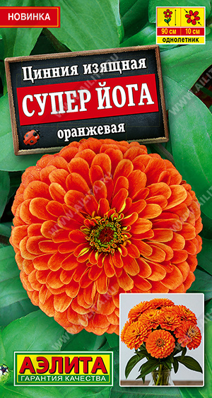 Цинния Супер йога оранжевая - фото Цинния Супер йога оранжевая - фото