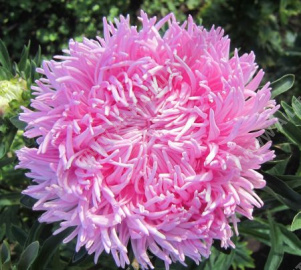 ����� ��������� ������ ��������-������� - ����