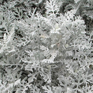 ��������� ���������� ����������� - ����