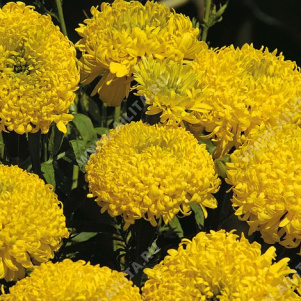 �������� ���� �������� ���������������� ������������ - ����