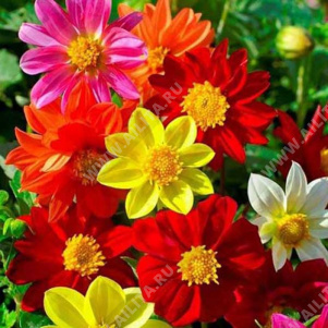 Георгина изменчивая Кольтнесс немахровая, смесь сортов - фото Георгина изменчивая Кольтнесс немахровая, смесь сортов - фото