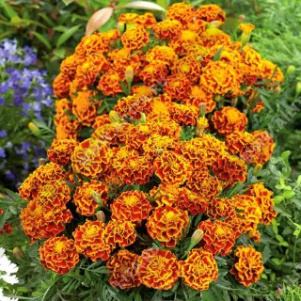 Бархатцы Фиеста отклоненные - фото Бархатцы Фиеста отклоненные - фото