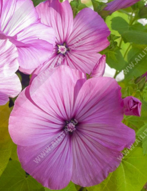 Лаватера трехмесячная Лавлинис ярко-розовая - фото Лаватера трехмесячная Лавлинис ярко-розовая - фото