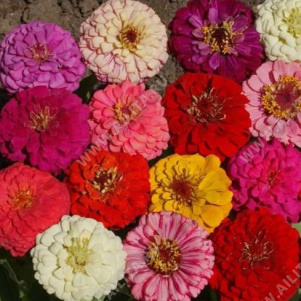 ������ ������� ������ ����� ��������, ����� ������ - ����