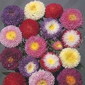 ����� ��������� ���������, ����� ������ - ����