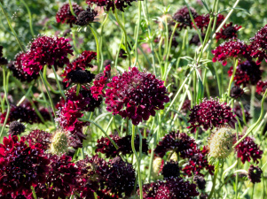 �������� Ҹ���-��������� - ����