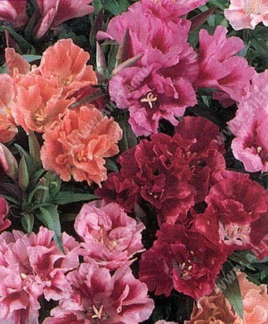 Годеция азалиецветковая махровая, смесь сортов - фото Годеция азалиецветковая махровая, смесь сортов - фото