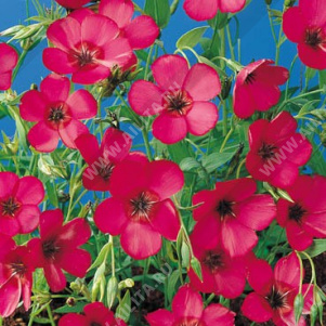 ��� ��������������� ������� - ����