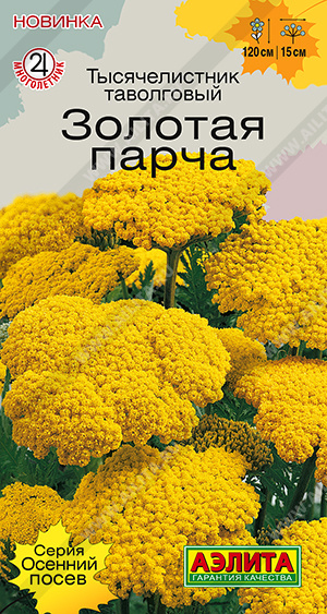 Тысячелистник Золотая парча - фото