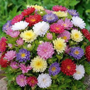 ����� ��������� �������� ����������, ����� ������ - ����