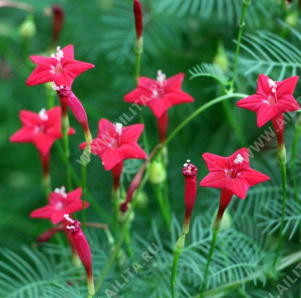 Ипомея Квамоклит перистая алая - фото Ипомея Квамоклит перистая алая - фото